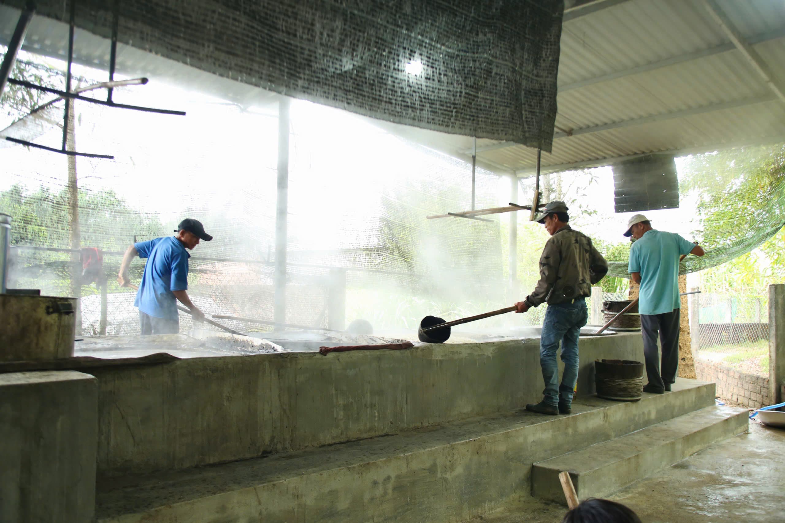 Mía cây nguyên liệu nấu đường